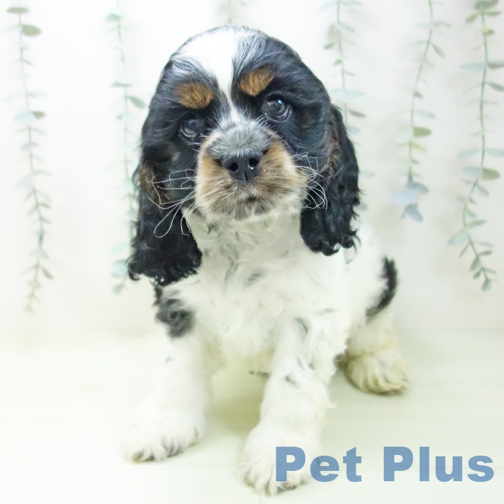 愛知県のアメリカンコッカースパニエル (ペットプラス mozoワンダーシティ店/2026年1月25日生まれ/男の子/ブラックホワイトタン)の子犬の2枚目の画像