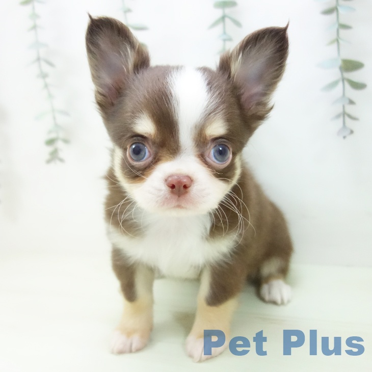 石川県のチワワ(ロング) (ペットプラス 白山店/2026年1月25日生まれ/男の子/チョコレートタンホワイト)の子犬の2枚目の画像
