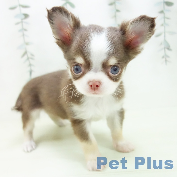 愛知県のチワワ(ロング) (ペットプラス 岡崎店/2026年1月25日生まれ/男の子/チョコレートタンホワイト)の子犬の1枚目の画像