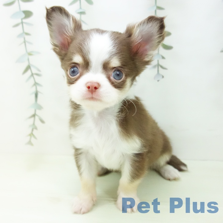 愛知県のチワワ(ロング) (ペットプラス 岡崎店/2026年1月25日生まれ/男の子/チョコレートタンホワイト)の子犬の2枚目の画像