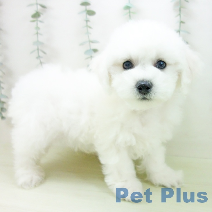 ビション・フリーゼ