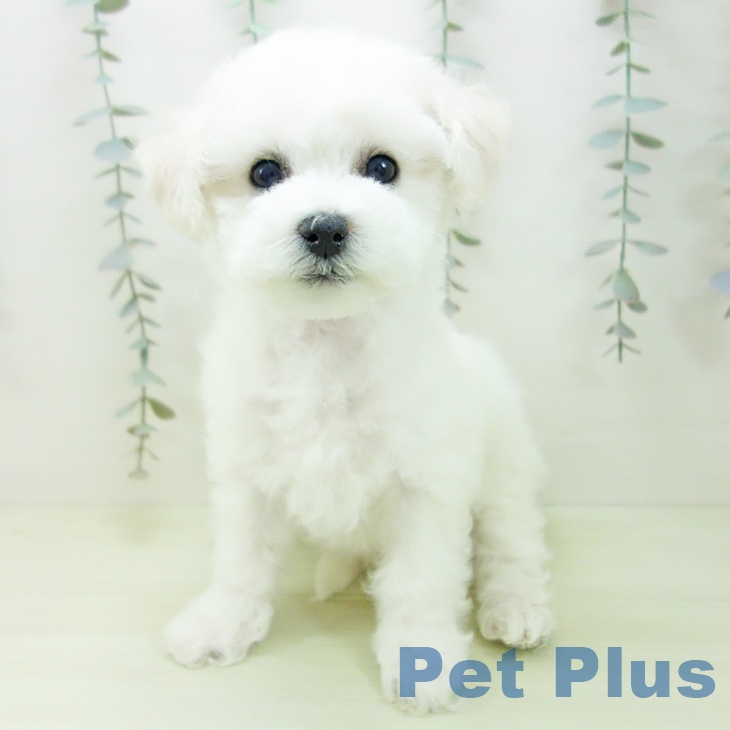 ビション・フリーゼ