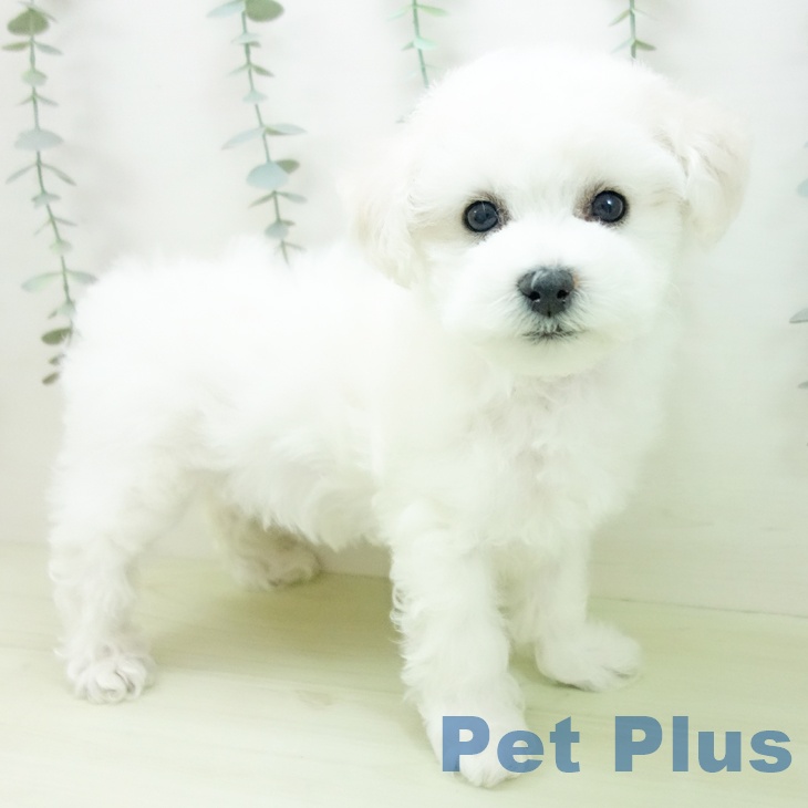 ビション・フリーゼ