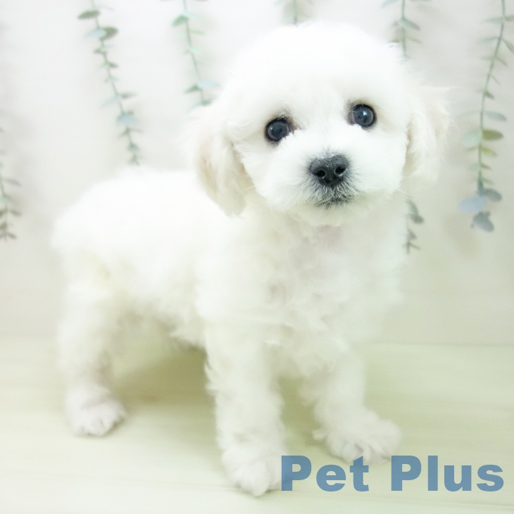 三重県のビションフリーゼ (ペットプラス 鈴鹿店/2026年1月24日生まれ/女の子/ホワイト)の子犬の1枚目の画像