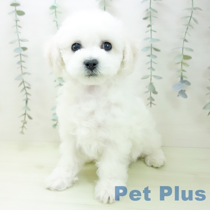 三重県のビションフリーゼ (ペットプラス 鈴鹿店/2026年1月24日生まれ/女の子/ホワイト)の子犬の2枚目の画像