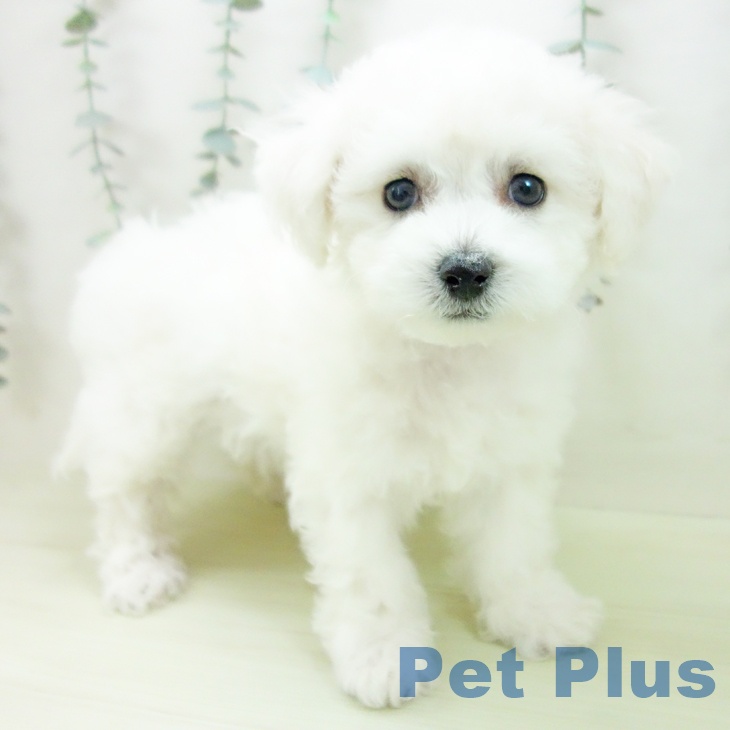 ビション・フリーゼ