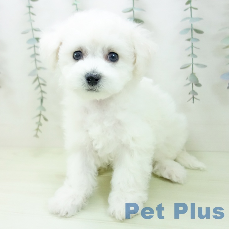 ビション・フリーゼ