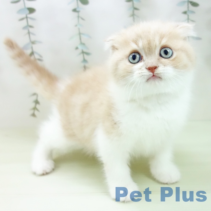 愛知県のスコティッシュフォールド (ペットプラス 豊田店/2026年1月23日生まれ/男の子/クリームタビーホワイト)の子猫の1枚目の画像