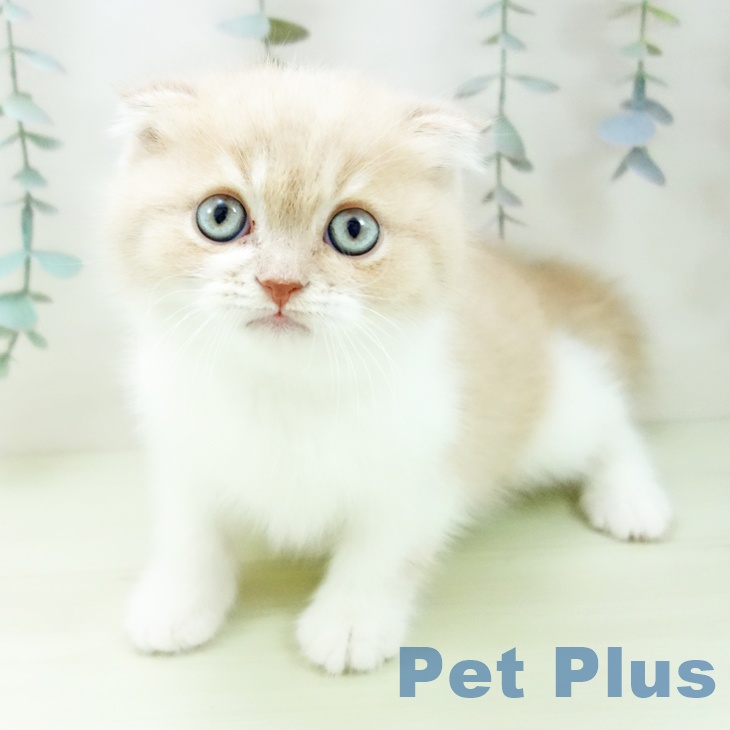 愛知県のスコティッシュフォールド (ペットプラス 豊田店/2026年1月23日生まれ/男の子/クリームタビーホワイト)の子猫の2枚目の画像