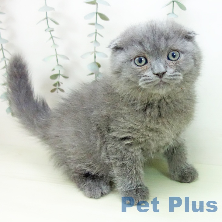 スコティッシュフォールド