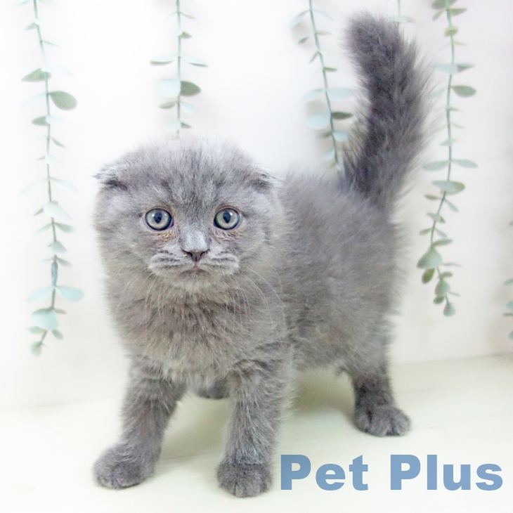 スコティッシュフォールド