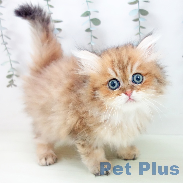 愛知県のペルシャ (ペットプラス ナゴヤドーム前店/2026年1月26日生まれ/男の子/チンチラゴールデン)の子猫の1枚目の画像