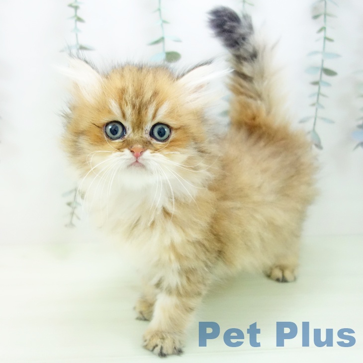 愛知県のペルシャ (ペットプラス ナゴヤドーム前店/2026年1月26日生まれ/男の子/チンチラゴールデン)の子猫の2枚目の画像