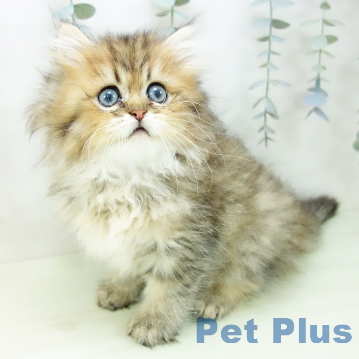 ペルシャの写真2