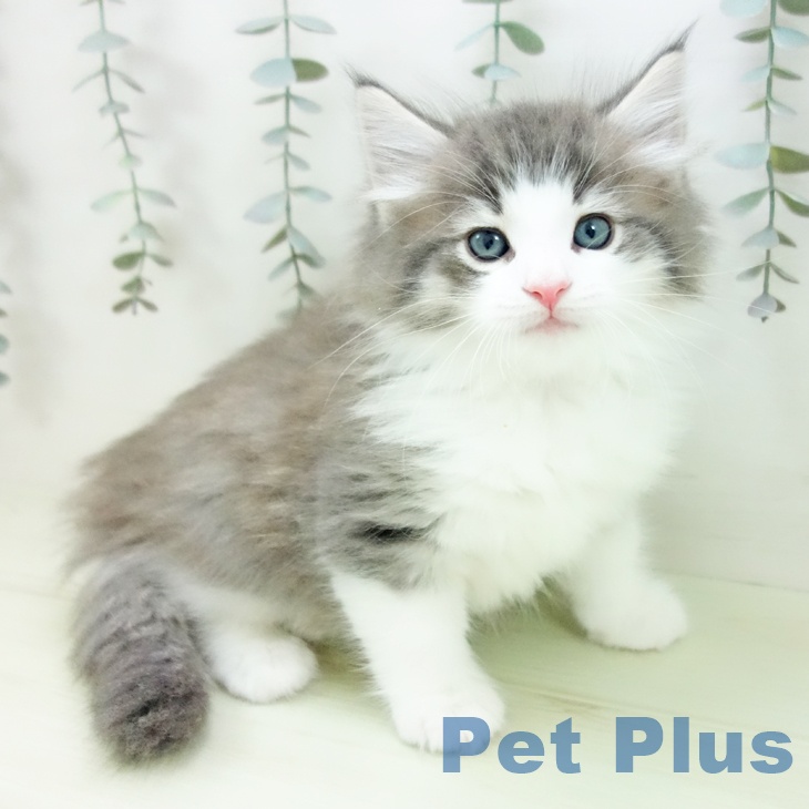 愛知県のノルウェージャンフォレストキャット (ペットプラス 三好店/2026年1月27日生まれ/男の子/ブルータビーホワイト)の子猫