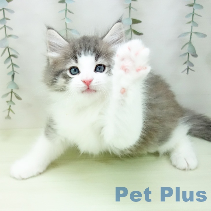 愛知県のノルウェージャンフォレストキャット (ペットプラス 三好店/2026年1月27日生まれ/男の子/ブルータビーホワイト)の子猫の2枚目の画像