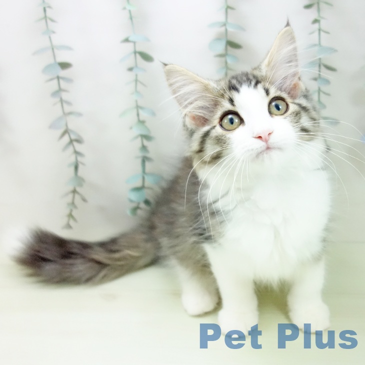 三重県のノルウェージャンフォレストキャット (ペットプラス 鈴鹿店/2026年1月18日生まれ/男の子/ブラウンマッカレルタビーホワイト)の子猫の1枚目の画像