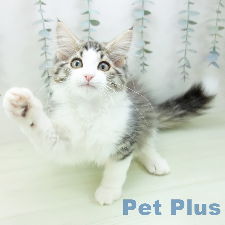 三重県のノルウェージャンフォレストキャット (ペットプラス 鈴鹿店/2026年1月18日生まれ/男の子/ブラウンマッカレルタビーホワイト)の子猫の2枚目の画像