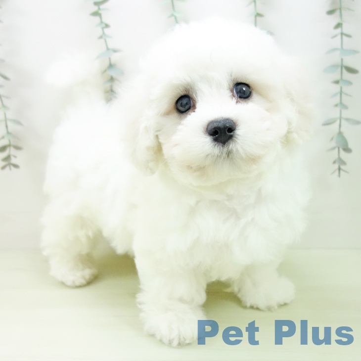 福井県のビションフリーゼ (ペットプラス 福井店/2026年1月22日生まれ/女の子/ホワイト)の子犬の1枚目の画像