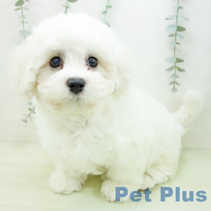 福井県のビションフリーゼ (ペットプラス 福井店/2026年1月22日生まれ/女の子/ホワイト)の子犬の2枚目の画像