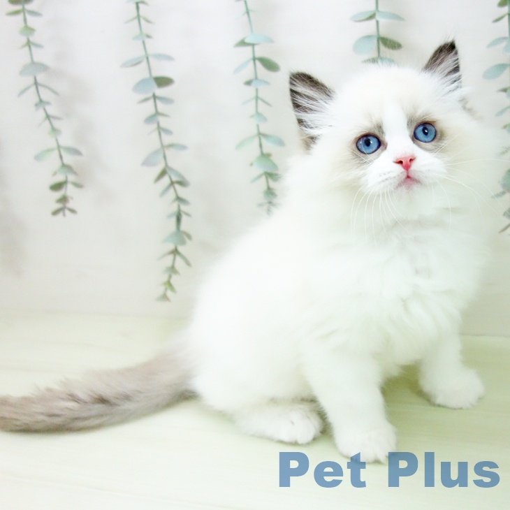 愛知県のラグドール (ペットプラス ナゴヤドーム前店/2026年1月24日生まれ/男の子/シールポイントバイカラー)の子猫の1枚目の画像