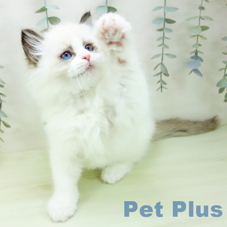 愛知県のラグドール (ペットプラス ナゴヤドーム前店/2026年1月24日生まれ/男の子/シールポイントバイカラー)の子猫の2枚目の画像