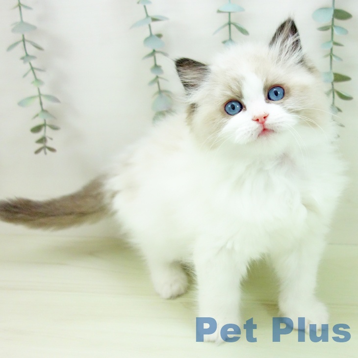 愛知県のラグドール (ペットプラス mozoワンダーシティ店/2026年1月24日生まれ/女の子/シールポイントバイカラー)の子猫
