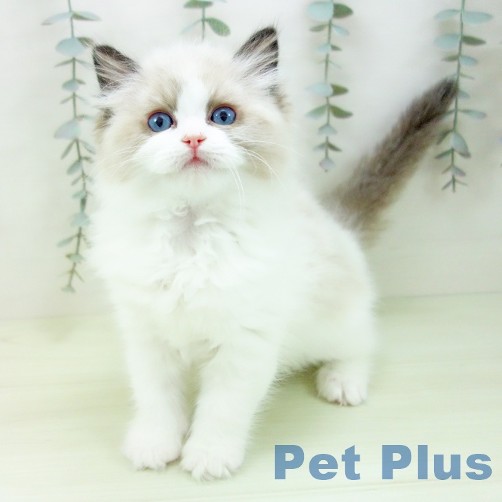 愛知県のラグドール (ペットプラス mozoワンダーシティ店/2026年1月24日生まれ/女の子/シールポイントバイカラー)の子猫の2枚目の画像