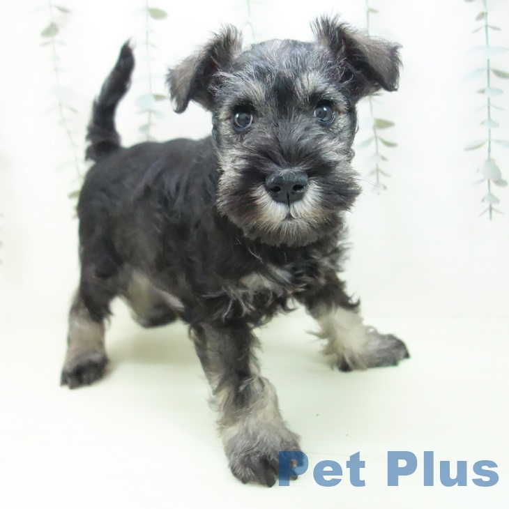 愛知県のミニチュアシュナウザー (ペッツワン 東海店/2026年1月24日生まれ/男の子/ソルトペッパー)の子犬