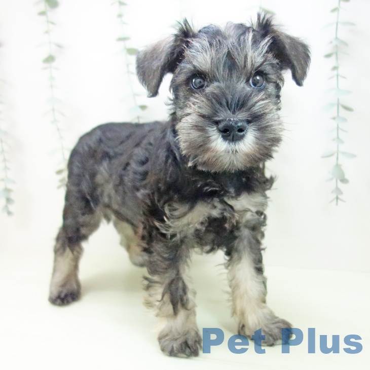 三重県のミニチュアシュナウザー (ペットプラス 鈴鹿店/2026年1月24日生まれ/男の子/ソルトペッパー)の子犬