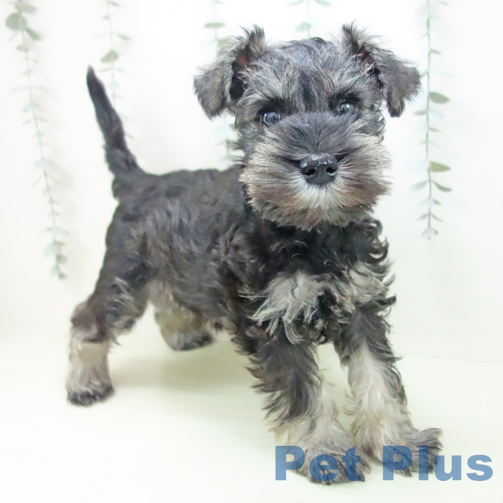 石川県のミニチュアシュナウザー (ペットプラス 新小松店/2026年1月24日生まれ/男の子/ソルトペッパー)の子犬の1枚目の画像