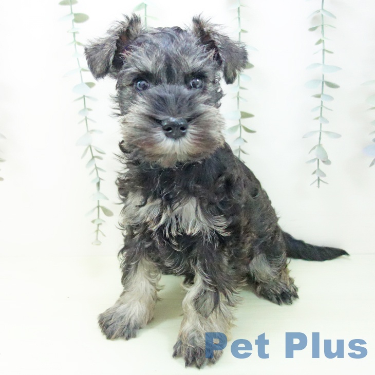 石川県のミニチュアシュナウザー (ペットプラス 新小松店/2026年1月24日生まれ/男の子/ソルトペッパー)の子犬の2枚目の画像