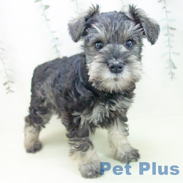 岐阜県のミニチュアシュナウザー (ペットプラス 光ケ丘店/2026年1月24日生まれ/女の子/ソルトペッパー)の子犬