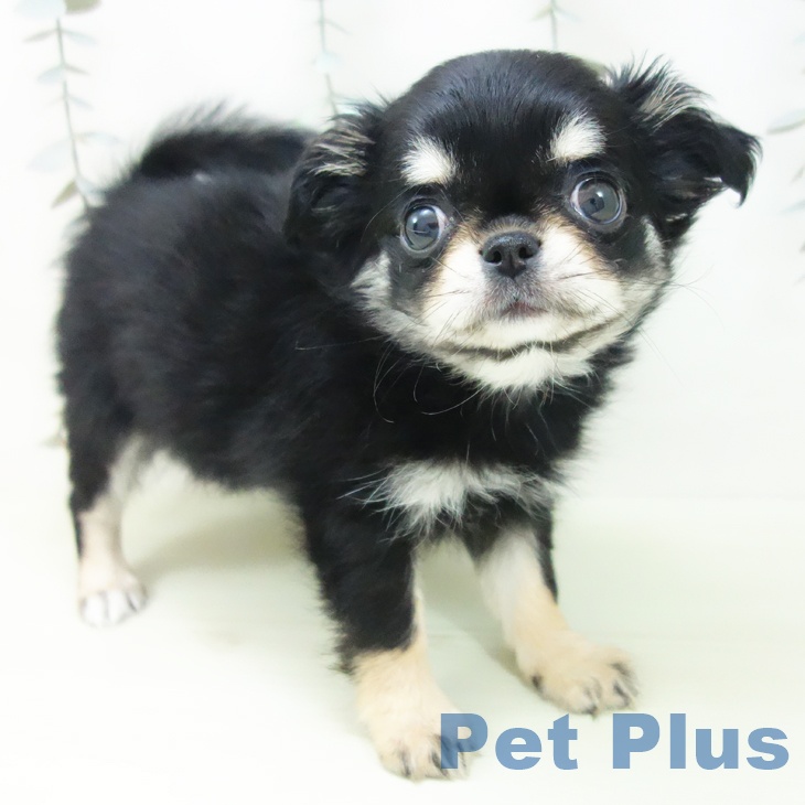 石川県のチワワ(ロング) (ペットプラス 白山店/2026年1月26日生まれ/女の子/ブラックタン)の子犬の1枚目の画像