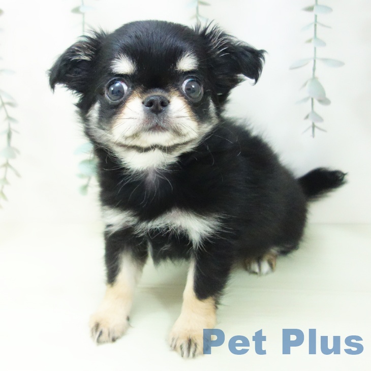 石川県のチワワ(ロング) (ペットプラス 白山店/2026年1月26日生まれ/女の子/ブラックタン)の子犬の2枚目の画像