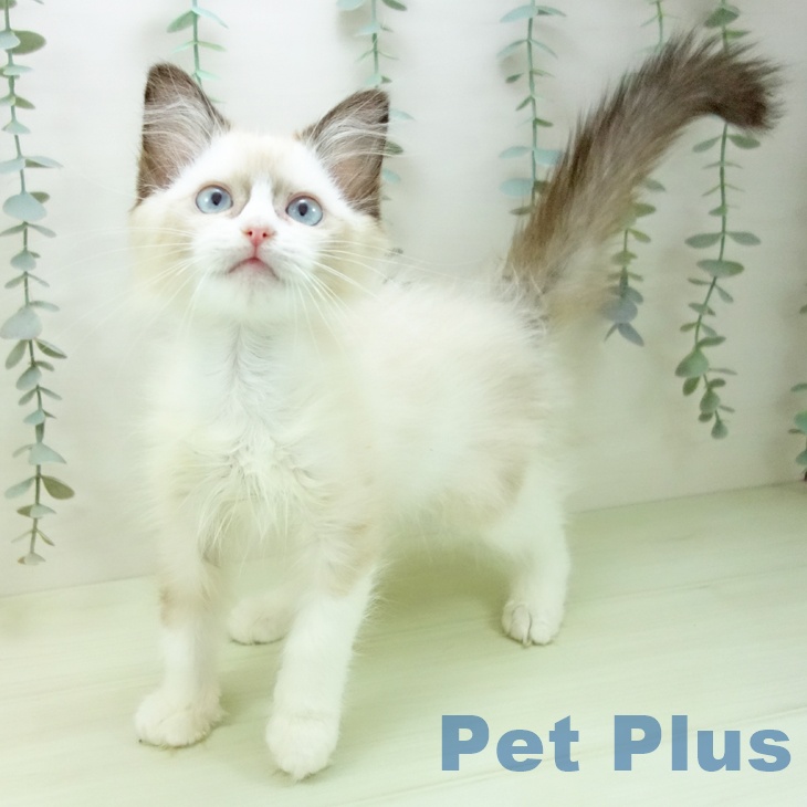 岐阜県のラグドール (ペットプラス 各務原店/2026年1月16日生まれ/女の子/シールポイントバイカラー)の子猫の1枚目の画像
