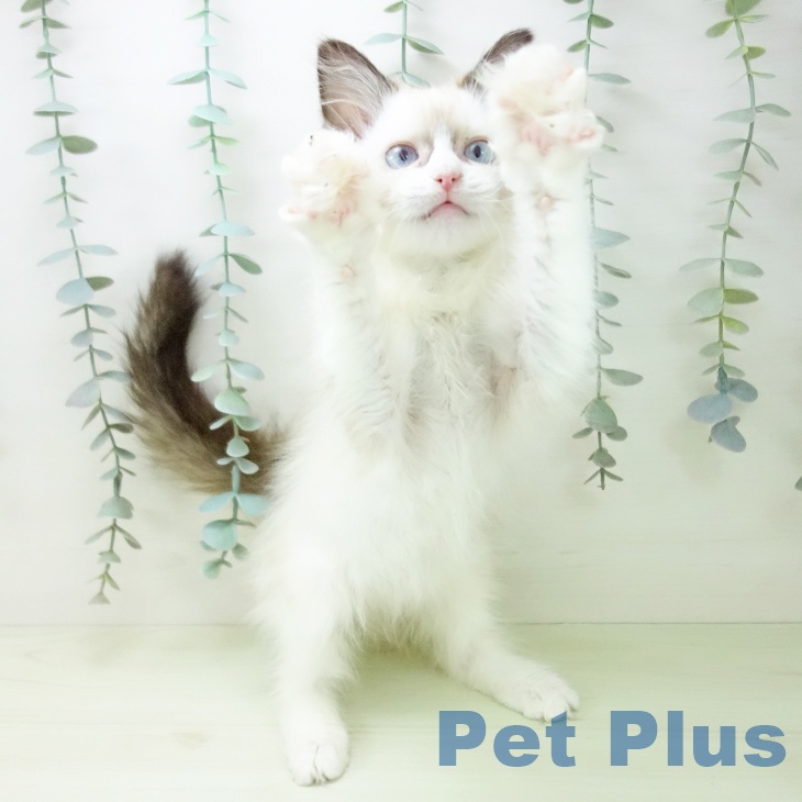 岐阜県のラグドール (ペットプラス 各務原店/2026年1月16日生まれ/女の子/シールポイントバイカラー)の子猫の2枚目の画像