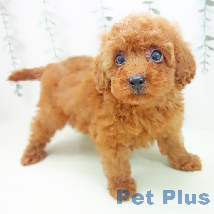福井県のトイプードル(トイ) (ペットプラス 福井店/2026年1月26日生まれ/男の子/レッド)の子犬の1枚目の画像