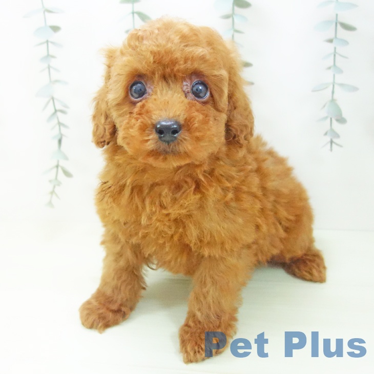 福井県のトイプードル(トイ) (ペットプラス 福井店/2026年1月26日生まれ/男の子/レッド)の子犬の2枚目の画像