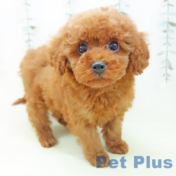 トイ・プードル