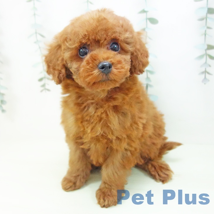 トイ・プードルの写真2