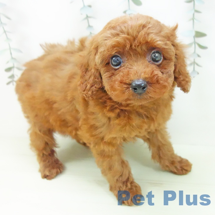 愛知県のトイプードル(トイ) (ペットプラス 千種店/2026年1月26日生まれ/女の子/レッド)の子犬の1枚目の画像