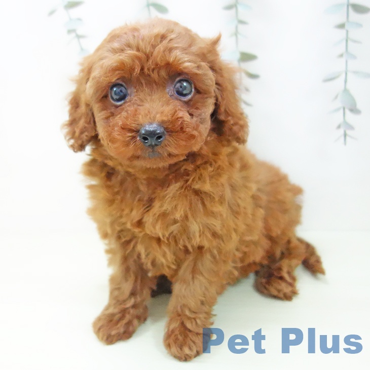 愛知県のトイプードル(トイ) (ペットプラス 千種店/2026年1月26日生まれ/女の子/レッド)の子犬の2枚目の画像