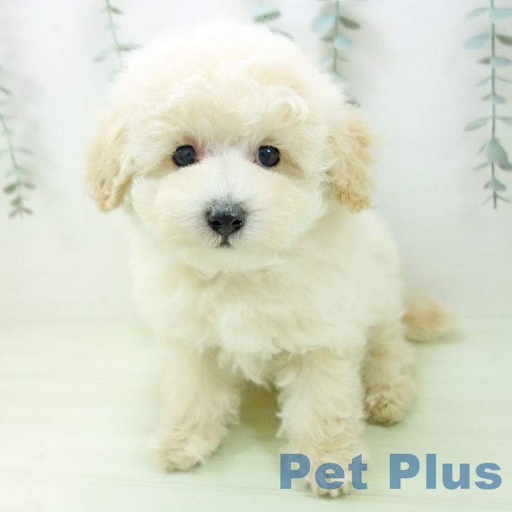 愛知県のトイプードル(トイ) (ペッツワン 東海店/2026年1月27日生まれ/男の子/クリーム)の子犬
