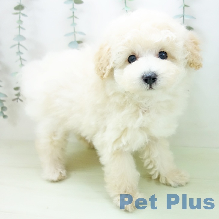 愛知県のトイプードル(トイ) (ペッツワン 東海店/2026年1月27日生まれ/男の子/クリーム)の子犬の2枚目の画像