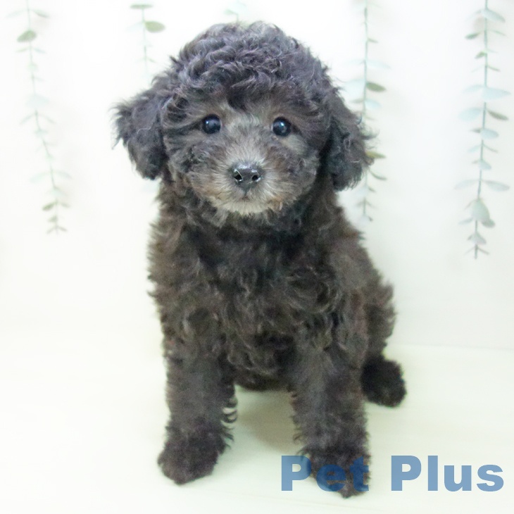 石川県のトイプードル(トイ) (ペットプラス 新小松店/2026年1月27日生まれ/女の子/シルバー)の子犬の2枚目の画像