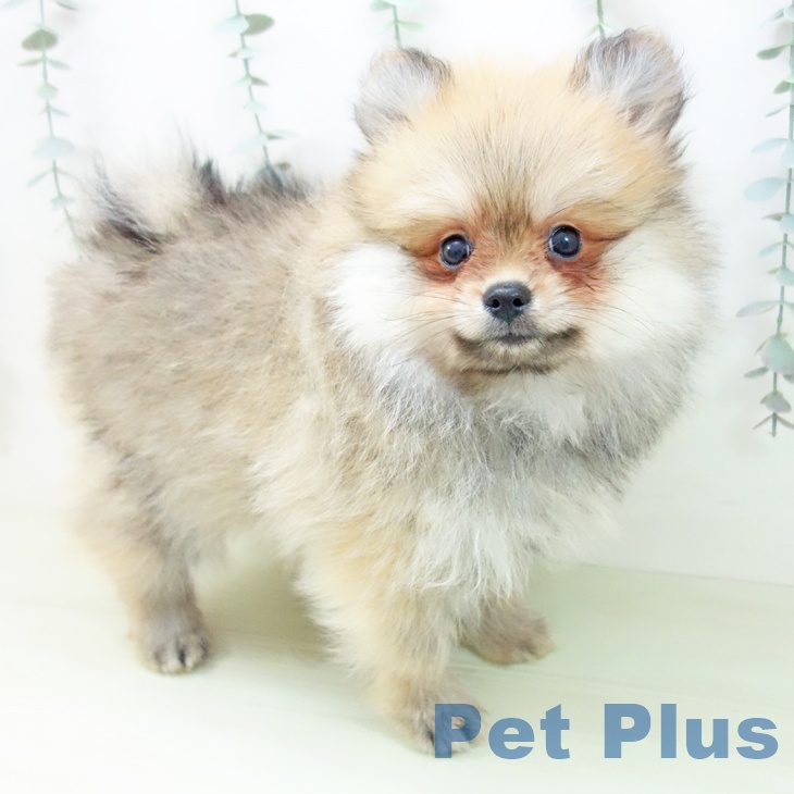 愛知県のポメラニアン (ペットプラス mozoワンダーシティ店/2026年1月28日生まれ/女の子/オレンジ)の子犬
