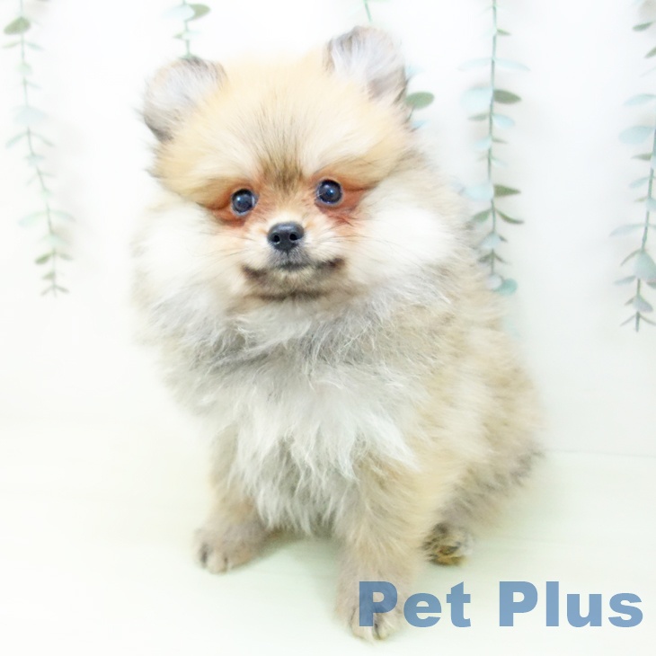 愛知県のポメラニアン (ペットプラス mozoワンダーシティ店/2026年1月28日生まれ/女の子/オレンジ)の子犬の2枚目の画像