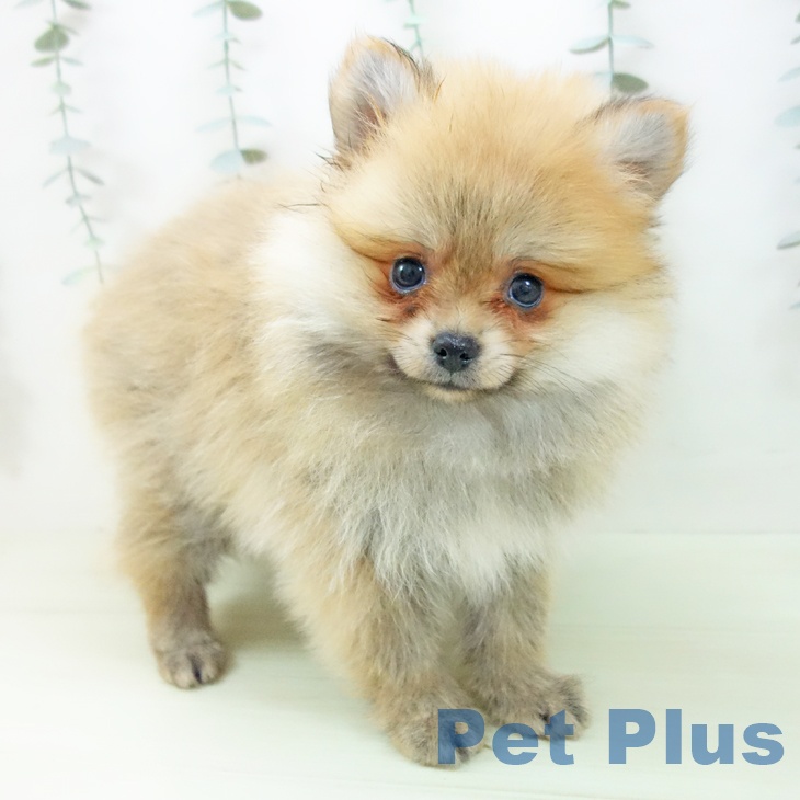 石川県のポメラニアン (ペットプラス 新小松店/2026年1月28日生まれ/女の子/オレンジ)の子犬の1枚目の画像