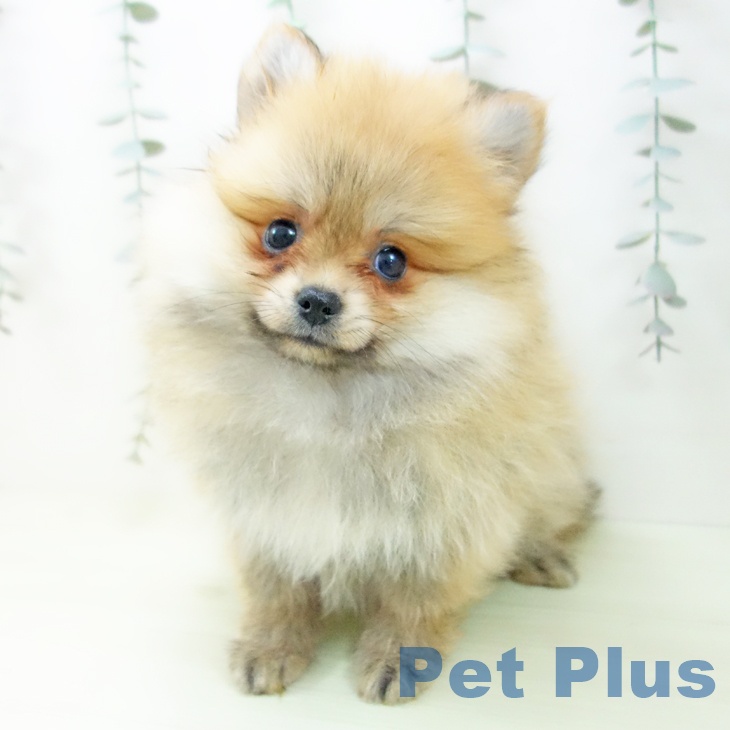 石川県のポメラニアン (ペットプラス 新小松店/2026年1月28日生まれ/女の子/オレンジ)の子犬の2枚目の画像